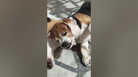 Mother Bella And Daughter Adira Pampering Each Other🐕😍 Beagle