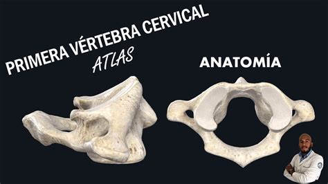 Anatomía Primera VÉrtebra Cervical En 3d Youtube