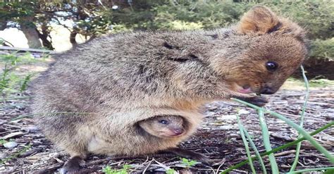We get down and find out the real facts about this online rumor. Mother quokka and her baby : aww