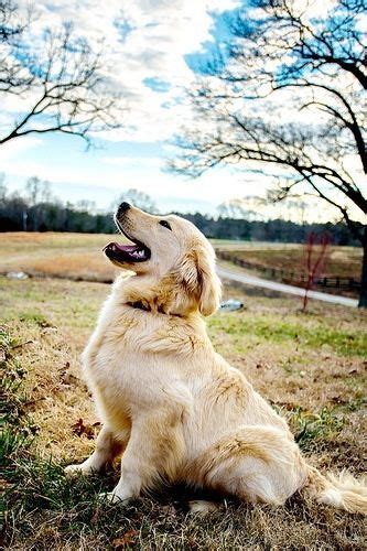 Golden Retriever Puppy Galley Facts Dog Guide 4u Baby Dogs