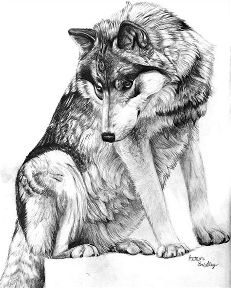 Graphite Pencil Wolf Drawing Wolf Drawing Drawings Art