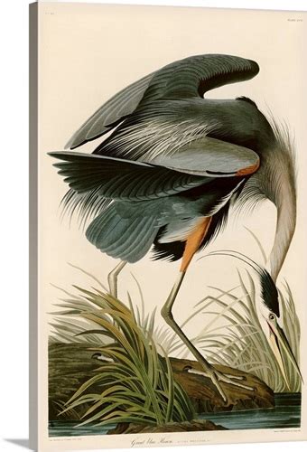 Great Blue Heron By John James Audubon Wall Art Canvas Prints Framed