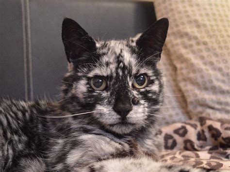 Black Cat Made A Bizarre Transformation As He Aged That Led His Owner