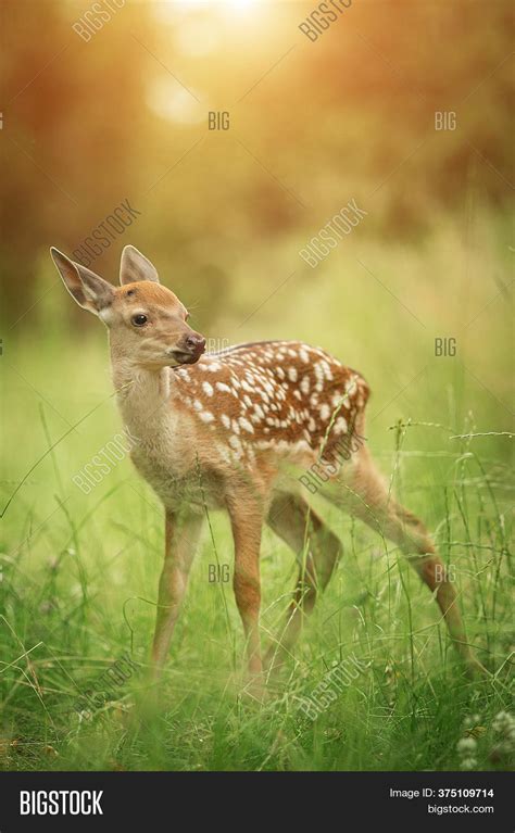 Bambi Fawn Grass Image And Photo Free Trial Bigstock