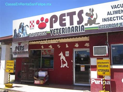 San Felipe Pets Veterinaria Y Tienda De Mascotas Condominios En San