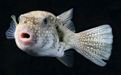 White Spotted Pufferfish Puffer Fish Fish Animals Beautiful