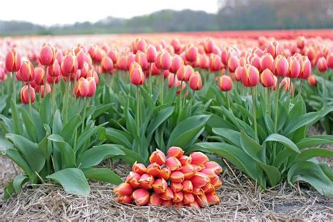 Pin By Katherine Baron On Flower Power Flower Farm Tulips Flower Garden