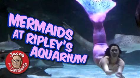 Mermaids At Ripleys Aquarium Youtube
