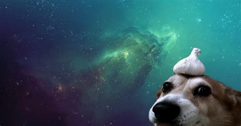 46 Cute Galaxy Dog Wallpaper