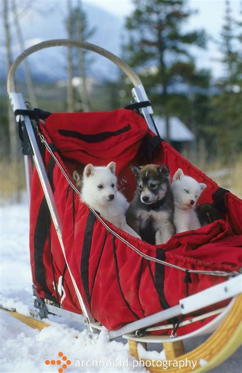 Sled Puppies Animals Beautiful Cute Animals Apres Ski Party Wolf