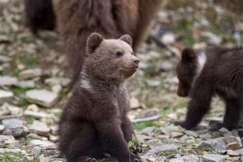 Wild Brown Bear Cub Closeup Stock Image Image Of Danger Fauna 117111775