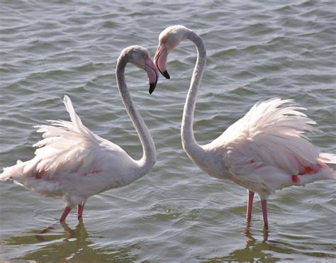 ⚫️ clique no link abaixo para ver mais biolinky.co/flamengo. Interesting Facts About Flamingos That'll Take Your Breath ...