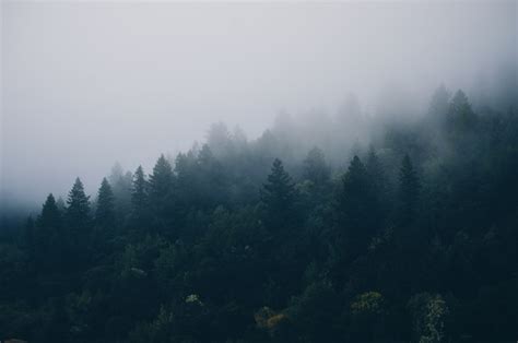 4928x3264 Ever Green Forest Misty Wood Mist Cloud Landscape