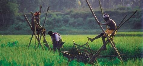 Kerala Farming Images Farming Mania