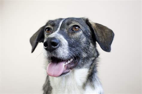 Black dog serambi jeffry sudirgo cara mengetahui apakah anjing anda depresi wikihow Gambar : putih, anak anjing, bulu, potret, binatang ...