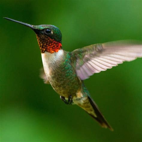 Hummingbirds Can See Even More Colors Than Humans According To