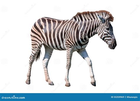 Side View Full Body Of African Zebra Standing Isolated White Background