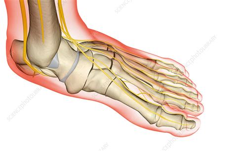 The Nerves Of The Foot Stock Image F0016777 Science Photo Library