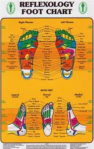 Foot Reflexology Chart Pacific Institute Therapy Supply