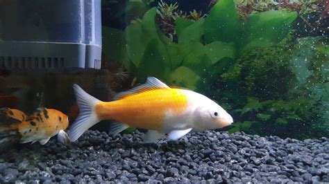 My Koi Fish Tank Youtube