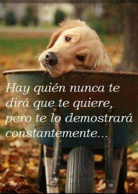 Amor Incondicional Perros Frases Animales Frases Mascotas Frases