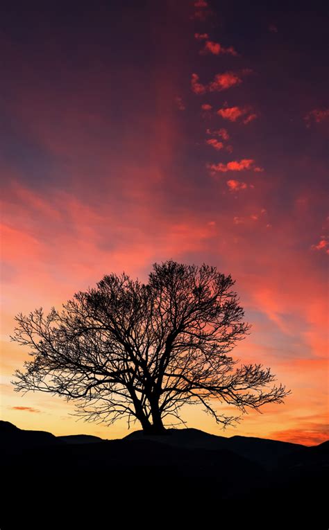 Download Wallpaper 950x1534 Sunset Orange Sky Tree Landscape Iphone