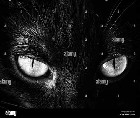 Retrato De Gato Negro Con Hermosos Ojos En Blanco Y Negro Fotografía De Stock Alamy