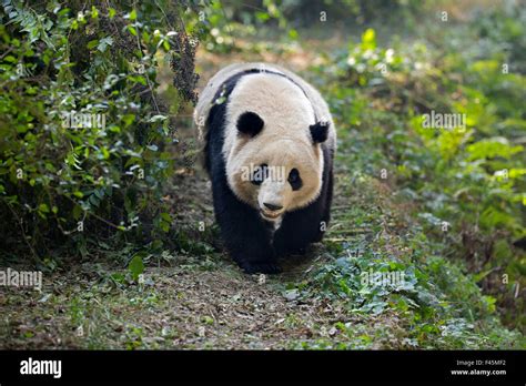 El Panda Gigante Ailuropoda Melanoleuca Adulto Caminando A Lo Largo