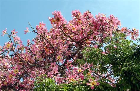 A Charlotte Garden Toborochi Tree