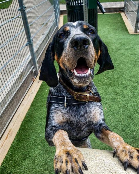 15 Amazing Facts About Coonhounds You Might Not Know Page 2 Of 5
