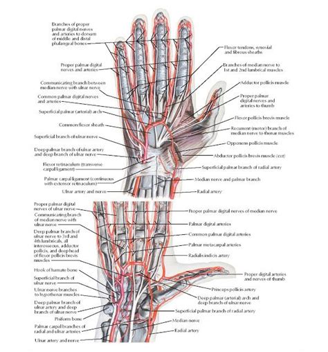 Arteries And Nerves Of Hand Palmar Views Anatomy Radial Artery Median