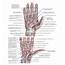 Arteries And Nerves Of Hand Palmar Views Anatomy Radial Artery Median 