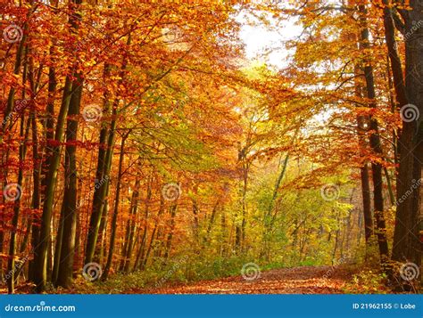 Autumn Hdr Stock Image Image Of Trees October Park 21962155