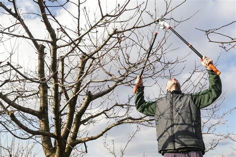 Winter Tree Pruning Process Elite Tree Care