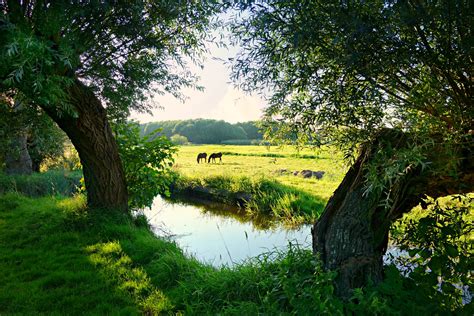 Free Images Tree Water Nature Forest Grass Lawn Meadow