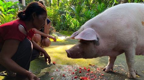 Bali Pigs Saved By The Community Chuffed Non Profit Charity And