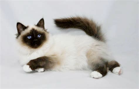 Бирманская кошка фото и описаниеХарактер кошки Кот и Кошка