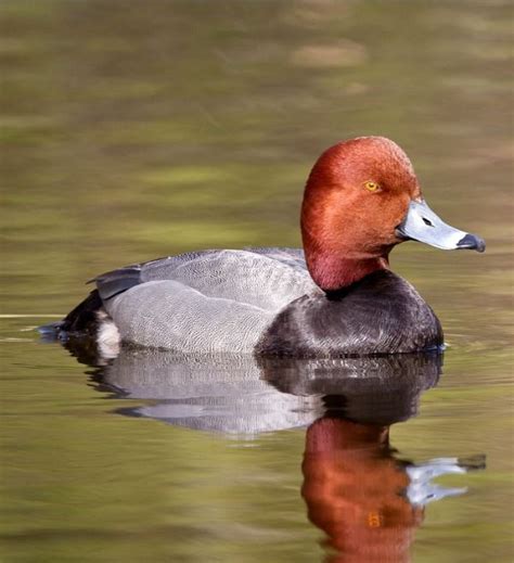 Redhead Aythya Americana A Migratory Diving Duck Of North America