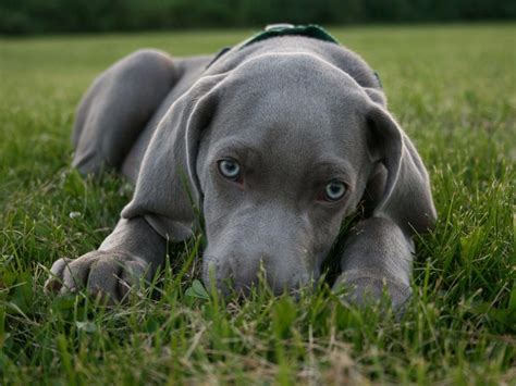 Grouse Ridge Weimaraners Puppies For Sale