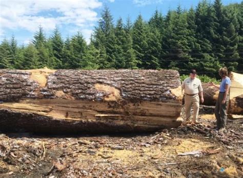 Tongass Old Growth Timber Sale Gets Go Ahead Despite Habitat Concerns