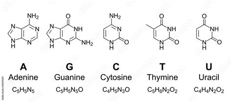 Primary Nucleobases Chemical Formulas And Skeletal Structures Adenine Guanine Cytosine