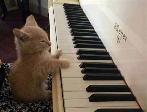 Cat Playing Piano Meme Court Blogged Image Library