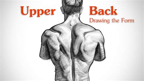 This muscle here is the trapezius, you probably all know this one, and this muscle elevates and depresses the scapula, and it can also retract the scapula. How to Draw Upper Back Muscles - Form - YouTube