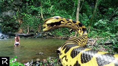 Largest Anaconda Ever Jackfas