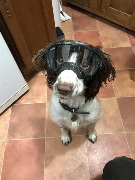 Psbattle Dog Wearing Goggles Rphotoshopbattles