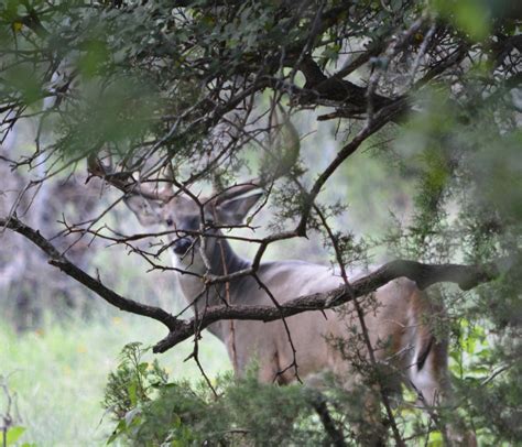 Still Waters Ranch Whitetail Deer Breeding Photo Gallery