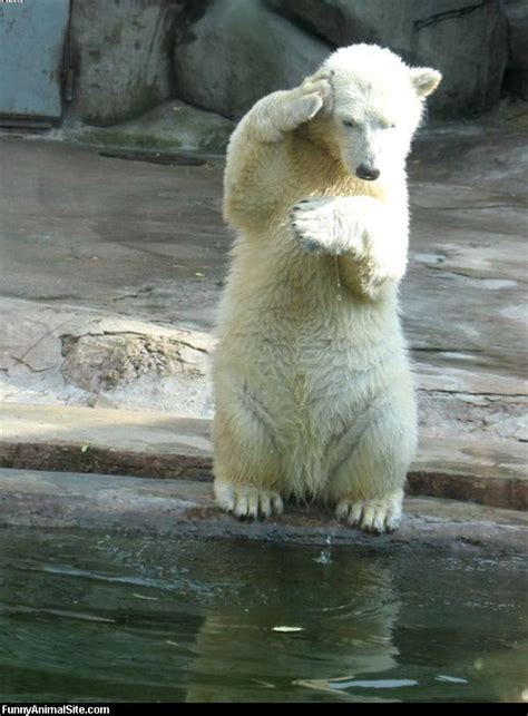Funny Polar Bear Funny Animal