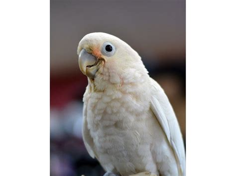 Click here for a full player profile. Goffin Cockatoo-BIRD-Male--1753121-Petland Lewis Center