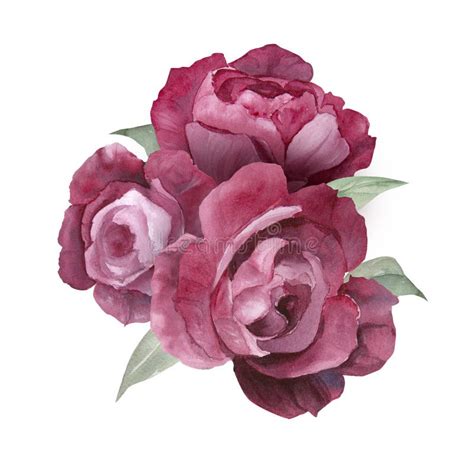Watercolor Illustration Of Magenta Peony Roses Flower Composition