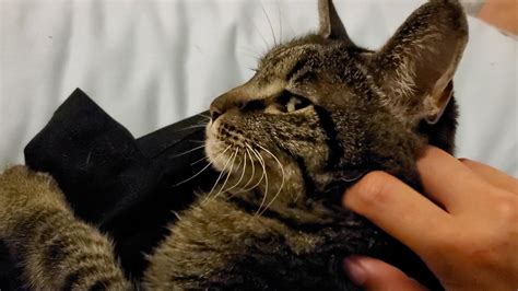 Scientists like elizabeth von muggenthaler, a bioacoustics researcher, believe that cats also purr to heal themselves. Cat purring while being scratched - YouTube